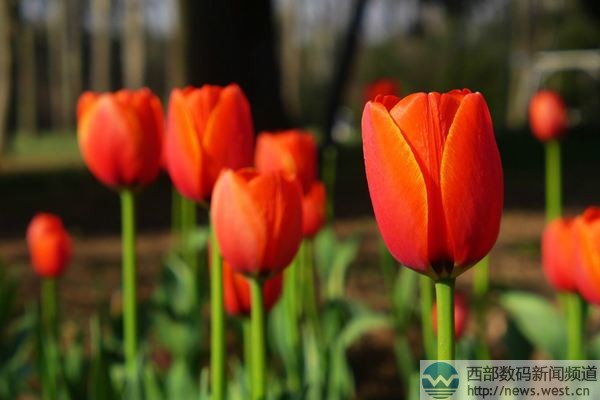 “郁金香”域名Tulip.com交易了?人名域名Tatta.com价值50万?